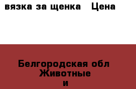 вязка за щенка › Цена ­ 100 - Белгородская обл. Животные и растения » Собаки   . Белгородская обл.